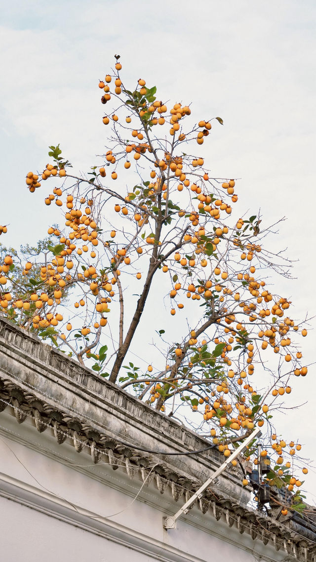 蘇州|這棵柿子樹已經紅啦 蘇州|這棵柿子樹已經紅啦