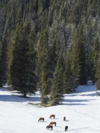 新疆夏塔:一日看盡冰川星空草原的絕美秘境