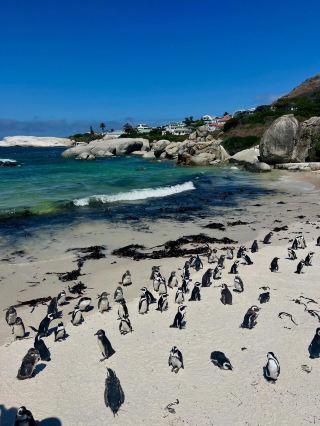 南非Safari闖不完的精彩世界