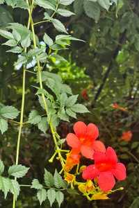 下渚湖國家濕地公園