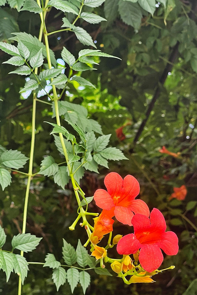 下渚湖國家濕地公園