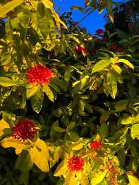 在滿月島喜來登體驗神仙假期