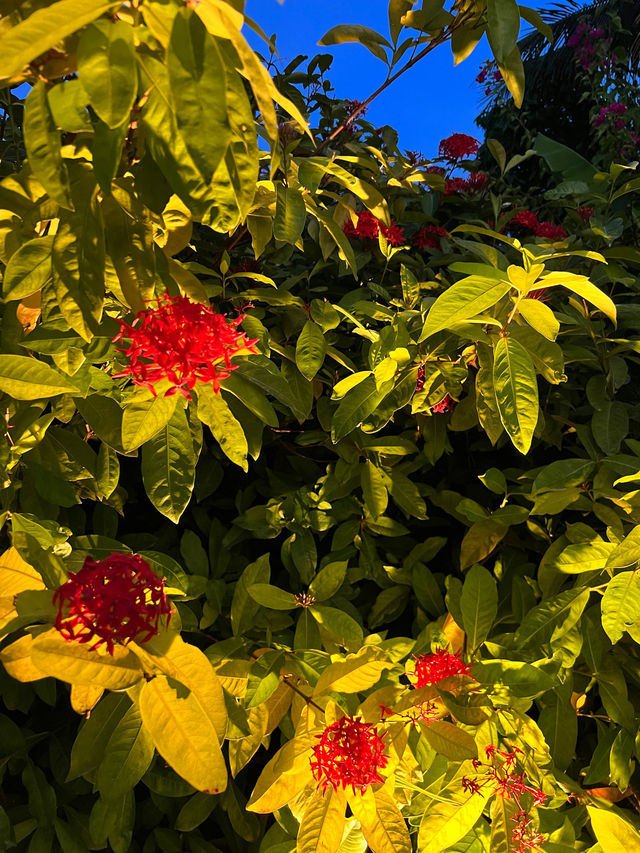 在滿月島喜來登體驗神仙假期 在滿月島喜來登體驗神仙假期