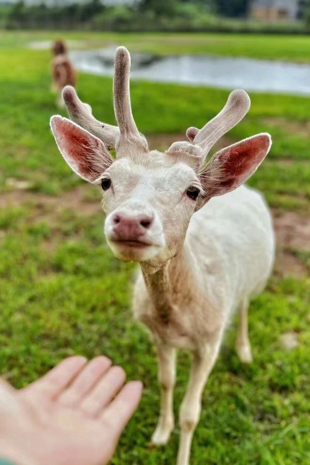 住進長白山鹿苑裡!睡醒就被小鹿包圍,冬季限定浪漫! 住進長白山鹿苑裡!睡醒就被小鹿包圍,冬季限定浪漫!
