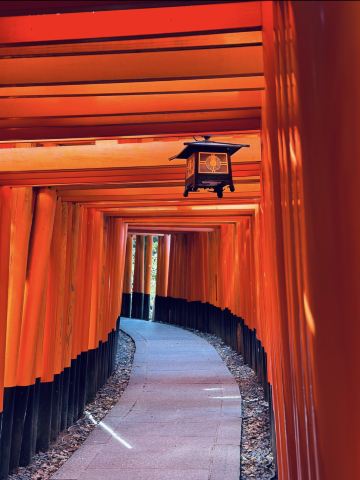 2026 Recommended Cherry blossom viewing in Narita (Updated July