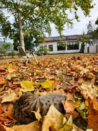 婺源秋色獨家攻略就在銀杏谷民宿