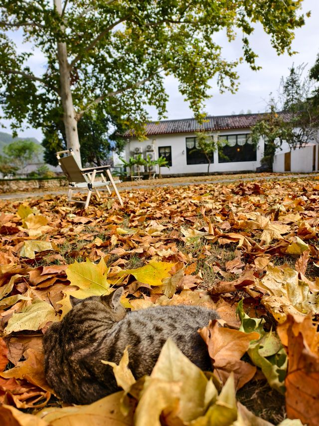 婺源秋色獨家攻略就在銀杏谷民宿