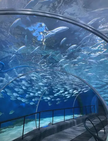 魔都親子必打卡!上海海洋水族館的水下走廊太治癒啦!