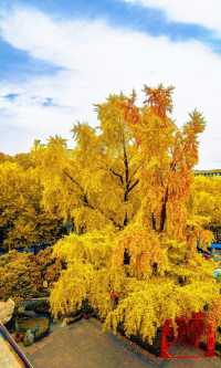 南京必打卡！紅牆銀杏出片神地，比故宮人少好看！