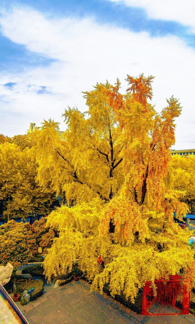 南京必打卡！紅牆銀杏出片神地，比故宮人少好看！