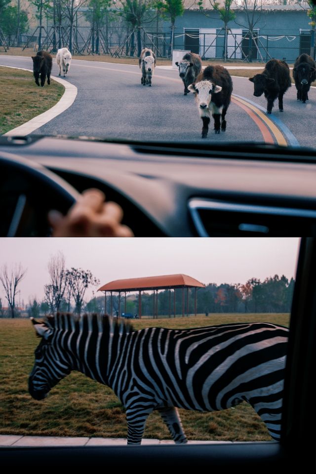 可算有人把宿遷森迪動物園玩明白了全攻略 可算有人把宿遷森迪動物園玩明白了全攻略