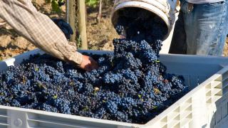 Touring the Willamette Wine Region