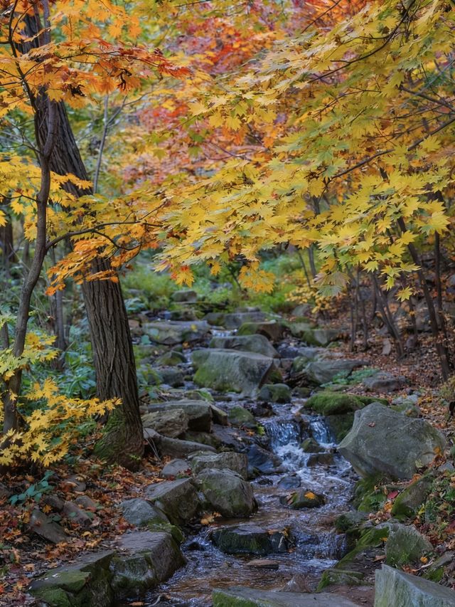 濟南秋日野趣指南 濟南秋日野趣指南