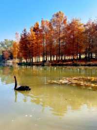 南京真的不顧人死活落羽杉比梧桐還要美