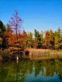 滬上「小喀納斯」| 這片紅杉森林驚艷到我最近被三林濱江森林公園