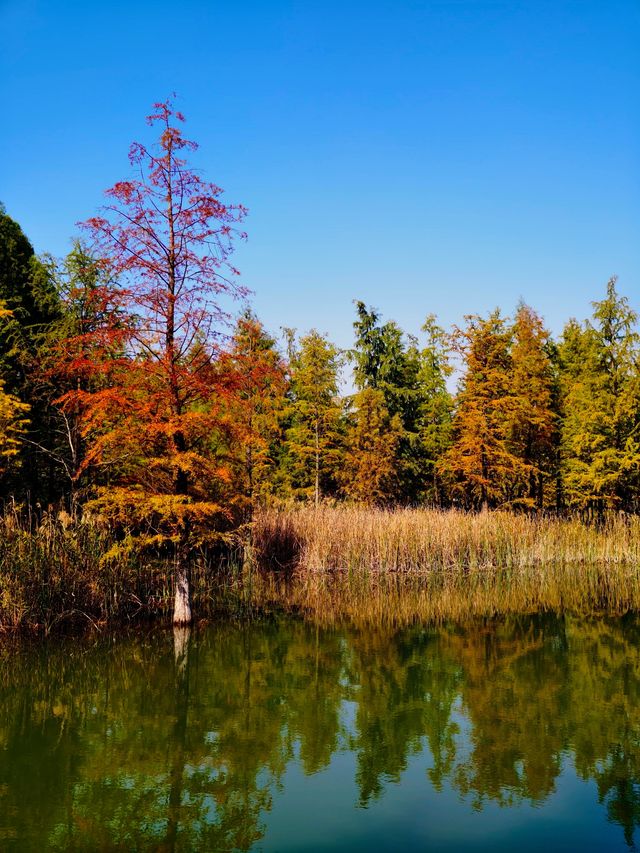 滬上「小喀納斯」| 這片紅杉森林驚艷到我最近被三林濱江森林公園