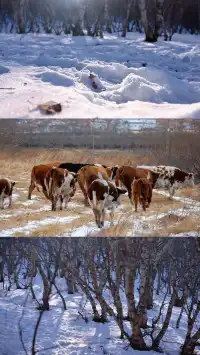 去了沒有雪松的樺皮嶺,想看你們拍的雪松