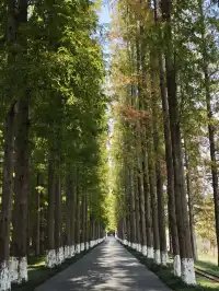 鹽城｜江蘇肯尼亞名不虛傳