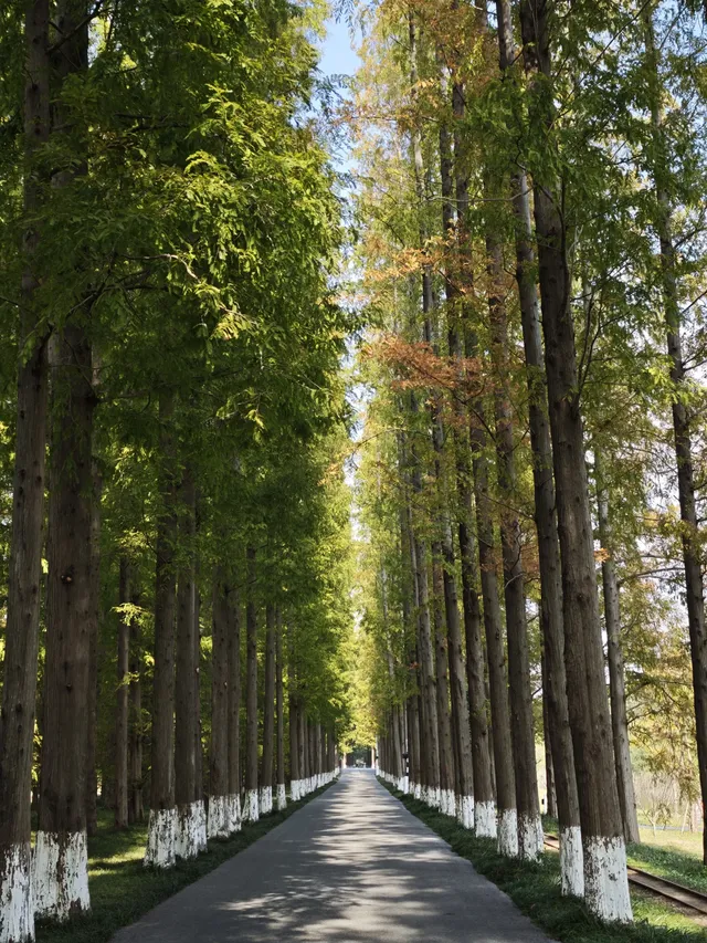 鹽城｜江蘇肯尼亞名不虛傳