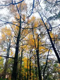 看2025年葛仙山最後一場銀杏雨11.16live