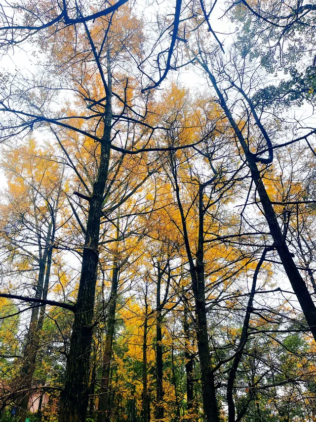 看2025年葛仙山最後一場銀杏雨11.16live