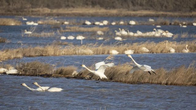 崇明東灘觀鳥生活季啟幕 崇明東灘觀鳥生活季啟幕