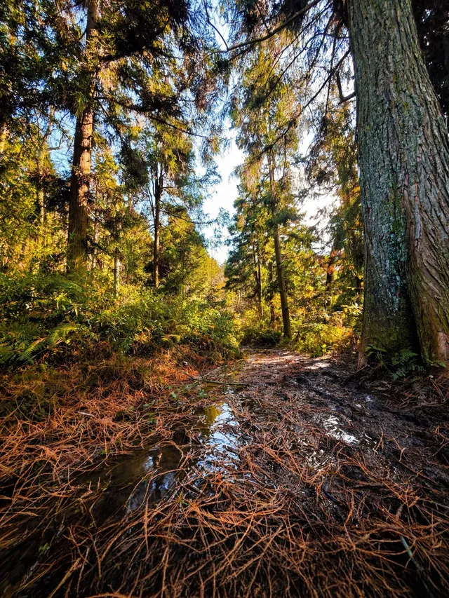 登頂東崗山,邂逅雲海、風車與滿目青翠。 登頂東崗山,邂逅雲海、風車與滿目青翠。