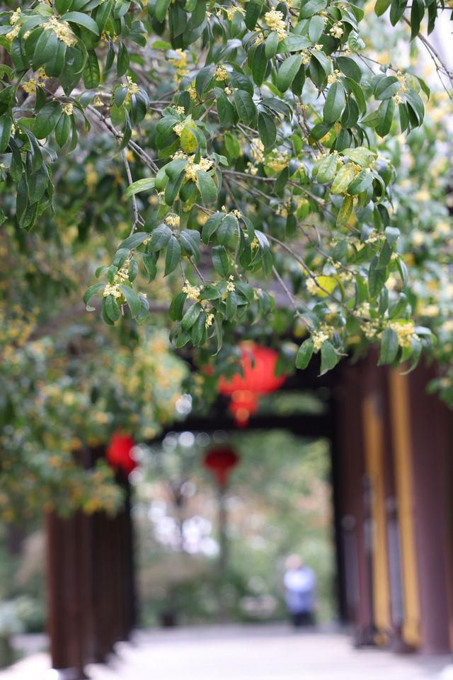 常熟方塔園賞桂攻略 這抹金黃香醉了整個秋天