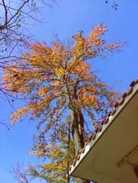 呀，這是什麼地方，這麼美！