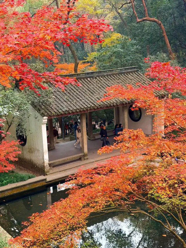 12.1 Real Shots!! Hupao has become legendary—Hangzhou’s autumn is truly authoritative!