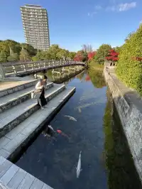 名古屋紅葉—白鳥庭園