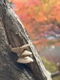 名古屋的秋東山 犬山 真的很好拍~