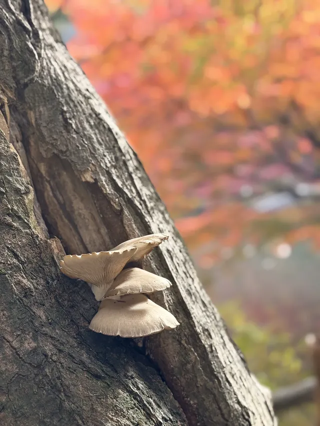 名古屋的秋東山 犬山 真的很好拍~ 名古屋的秋東山 犬山 真的很好拍~