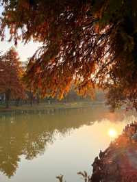 上海的秋天｜藏在康橋的「大興安嶺」小眾秘境！