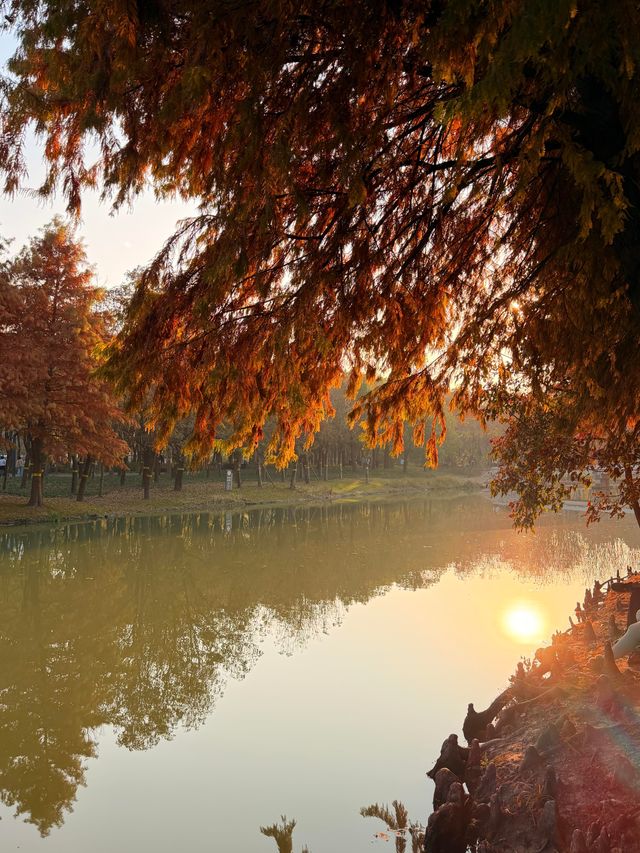 上海的秋天｜藏在康橋的「大興安嶺」小眾秘境！