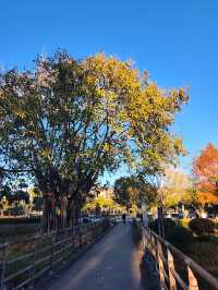 普洱這個小眾秘境，藏著最治癒的冬日暖陽