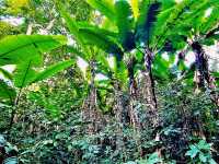 Ultimate List of Vietnam Jungle Tracks: Dive into The Evergreen World