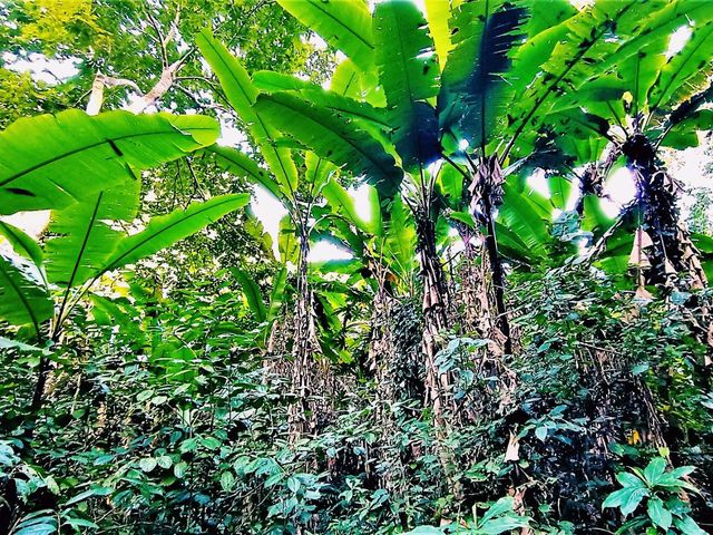 Ultimate List of Vietnam Jungle Tracks: Dive into The Evergreen World Ultimate List of Vietnam Jungle Tracks: Dive into The Evergreen World