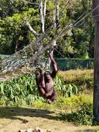 少走彎路清遠長隆一天遊玩攻略