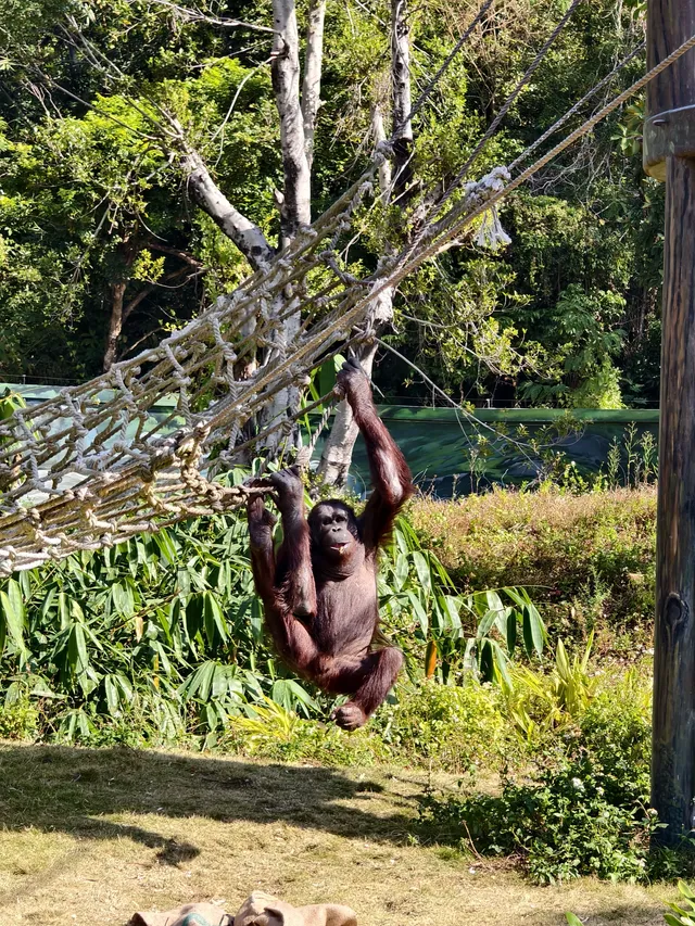 少走彎路清遠長隆一天遊玩攻略 少走彎路清遠長隆一天遊玩攻略