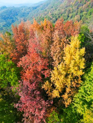 Gudong Maple Scenery Limited-Time Romance, Warm Sunlight Soaks the Scarlet Maple Leaves into Poetry