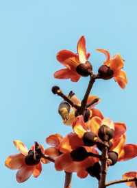 珠海望海亭賞花絕美機位