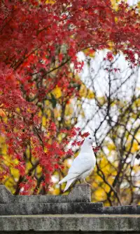 不是蘇州園林，是成都易園