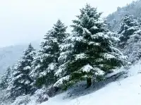 12月秦嶺冷杉攻略雪裹銀杉的冬日童話