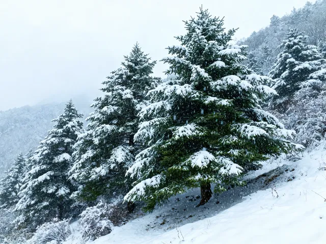 12月秦嶺冷杉攻略雪裹銀杉的冬日童話