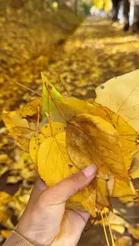 私藏！Live圖還原瀘沽湖冬日浪漫，金黃樹