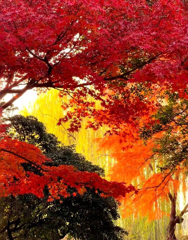 昆明的秋天 昆明的秋天