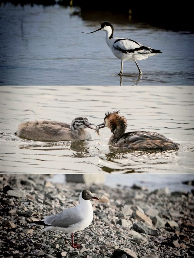藍冰季限定預告！還有這裡可以免費直達
