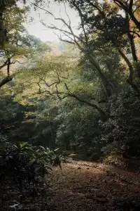 被香火與古木浸透