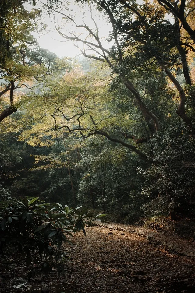 被香火與古木浸透 被香火與古木浸透